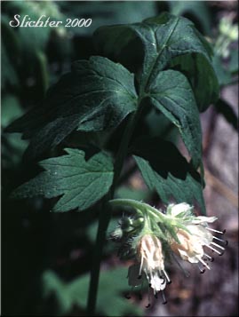 Fendler's Waterleaf: Hydrophyllum fendleri var. albifrons (Synonyms: Hydrophyllum albifrons, Hydrophyllum congestum)