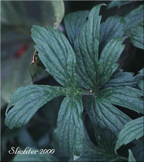 Leaf of Fendler's Waterleaf: Hydrophyllum fendleri var. albifrons (Synonyms: Hydrophyllum albifrons, Hydrophyllum congestum)