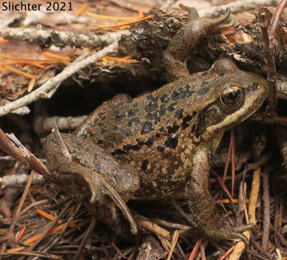 Cascade Frog: Rana cascadae