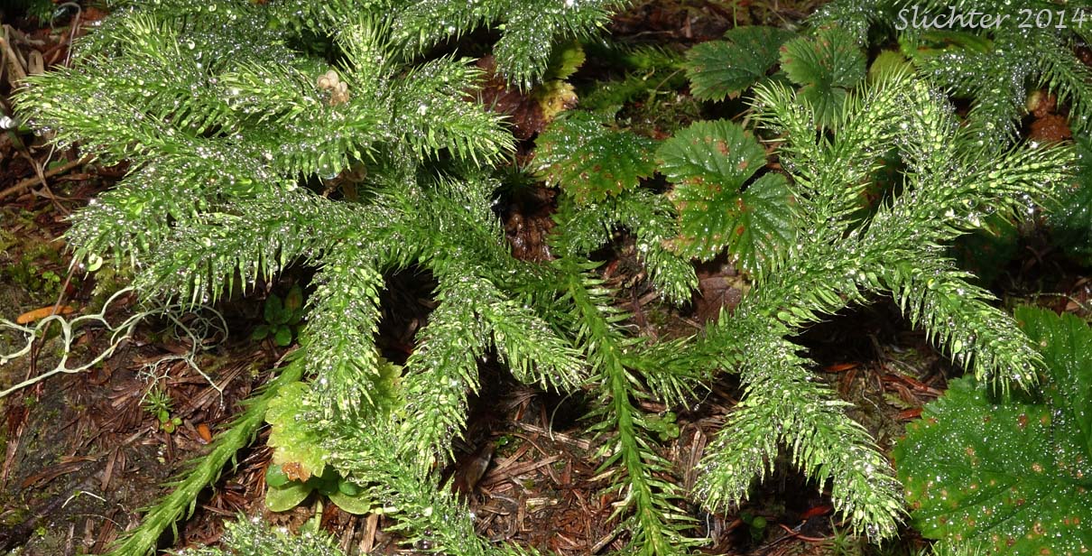 Common Clubmoss, Elk-moss, Ground Pine, Running Clubmoss, Running PineStag's Horn Moss: Lycopodium clavatum (Synonyms: Lycopodium clavatum var. clavatum, Lycopodium clavatum var. integerrimum, Lycopodium clavatum var. integrifolium, Lycopodium clavatum var. subremotum)