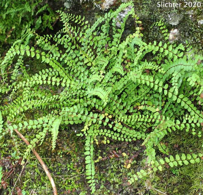 Maidenhair Spleenwort: Asplenium trichomanes ssp. trichomanes (Synonym: Asplenium melanocaulon)