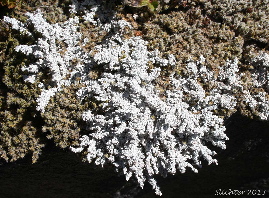Tomentose Snow Lichen: Stereocaulon tomentosum 