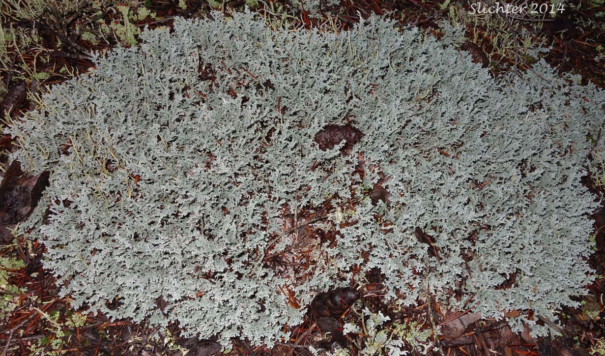 Tomentose Snow Lichen, Woolly Coral, Woolly Foam Lichen: Stereocaulon tomentosum
