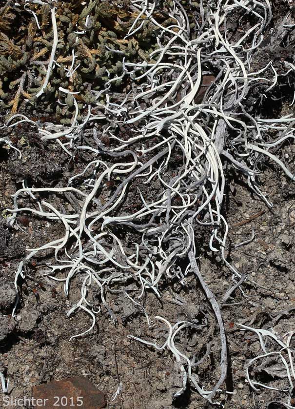 Whiteworm Lichen, White Worm Lichen: Thamnolia vermicularis