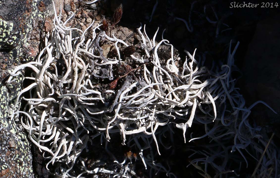 Whiteworm Lichen, White Worm Lichen: Thamnolia vermicularis