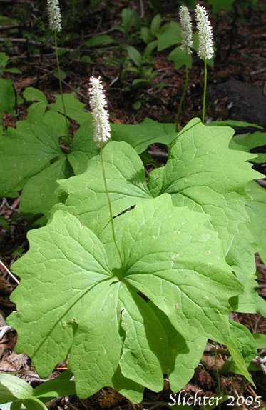 Vanilla Leaf: Achlys triphylla
