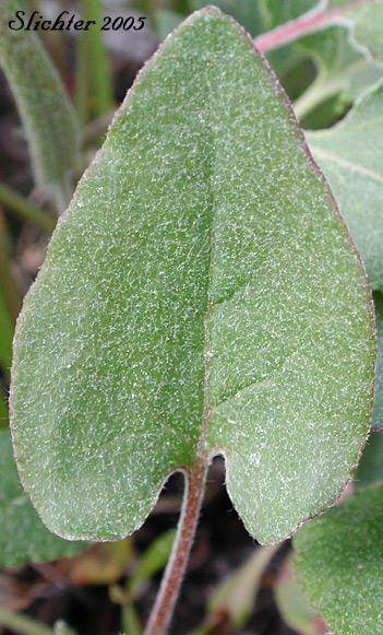 Leaf of Arrowleaf Buckwheat, Heart-leaf Buckwheat, Northern Buckwheat: Eriogonum compositum var. compositum (Synonyms: Eriogonum compositum var. citrinum, Eriogonum compositum var. pilicaule, Eriogonum johnstonii, Eriogonum pilicaule)
