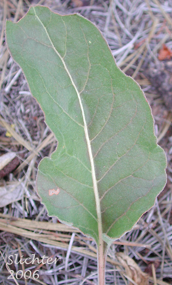 Basal leaf of Rush Buckwheat, Tall Buckwheat, Tall Woolly Buckwheat: Eriogonum elatum var. elatum (Synonym: Eriogonum elatum var. limonifolium)