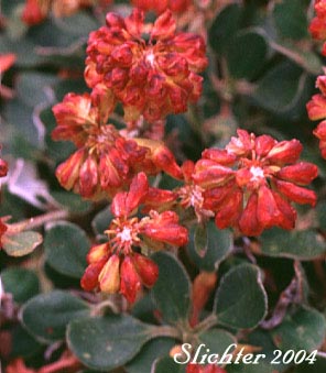 Haussknecht's Buckwheat, Haussknecht's Sulphur Flower, Sulfur Buckwheat, Sulfurflower: Eriogonum umbellatum var. haussknechtii (Synonyms: Eriogonum haussknechtii, Eriogonum montanum, Eriogonum umbellatum ssp. haussknecthii)