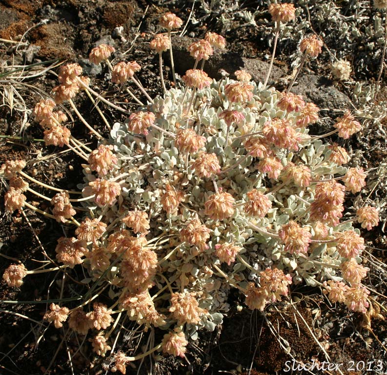 Cushion Buckwheat, Oval-leaved Buckwheat, Sierran Cushion Wild Buckwheat: Eriogonum ovalifolium var. nivale (Synonyms: Eriogonum nivale, Eriogonum rhodanthum)