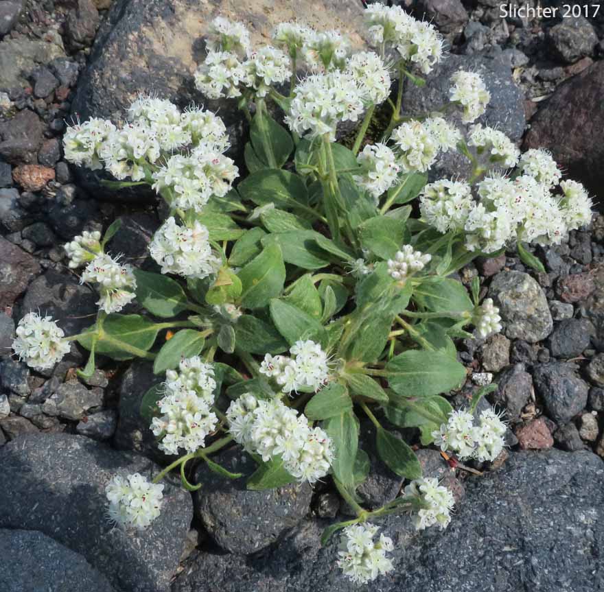 Alpine Buckwheat, Dirty Socks:Eriogonum pyrolifolium var. coryphaeum (Synonyms: Eriogonum pyrolaefolium var. coryphaeum, Eriogonum pyrolifolium var. bellingeranum)