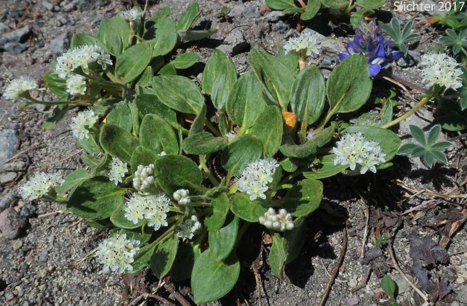 Alpine Buckwheat, Dirty Socks:Eriogonum pyrolifolium var. coryphaeum (Synonyms: Eriogonum pyrolaefolium var. coryphaeum, Eriogonum pyrolifolium var. bellingeranum)