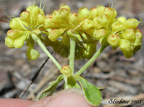 Sulfurflower, Sulfur Buckwheat: Eriogonum umbellatum var. umbellatum