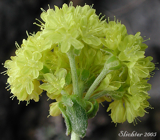 Sulfurflower, Sulfur Buckwheat: Eriogonum umbellatum var. umbellatum