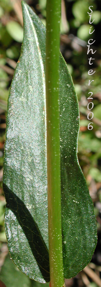Leaf of American Bistort, Snakeweed, Mountain Meadow Knotweed, Western Bistort: Bistorta bistortoides (Synonyms: Persicaria bistortoides, Polygonum bistortoides, Polygonum bistortoides var. linearifolium, Polygonum bistortoides var. oblongifolium, Polygonum cephalophorum, Polygonum glastifolium, Polygonum vulcanicum)