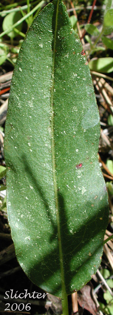 Basal leaf of American Bistort, Snakeweed, Mountain Meadow Knotweed, Western Bistort: Bistorta bistortoides (Synonyms: Persicaria bistortoides, Polygonum bistortoides, Polygonum bistortoides var. linearifolium, Polygonum bistortoides var. oblongifolium, Polygonum cephalophorum, Polygonum glastifolium, Polygonum vulcanicum)