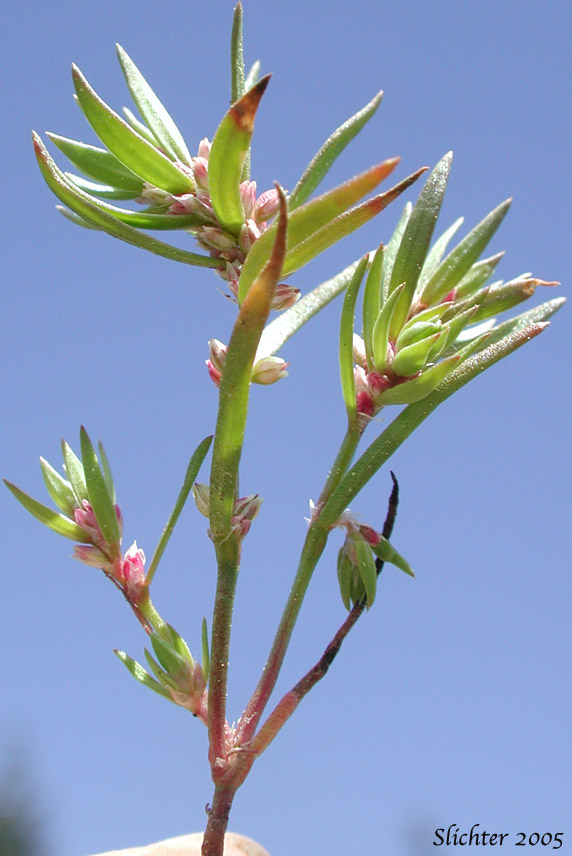 Kellogg's Knotweed: Polygonum polygaloides ssp. kellogii (Synonyms: Polygonum kelloggii, Polygonum minutissimum, Polygonum unifolium)