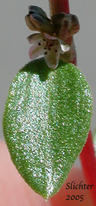 Flower and stem leaf of Broadleaf Knotweed, Broad-leaved Knotweed, Leafy Dwarf Knotweed, Zigzag Knotweed: Polygonum minimum (Synonym: Polygonum torreyi)