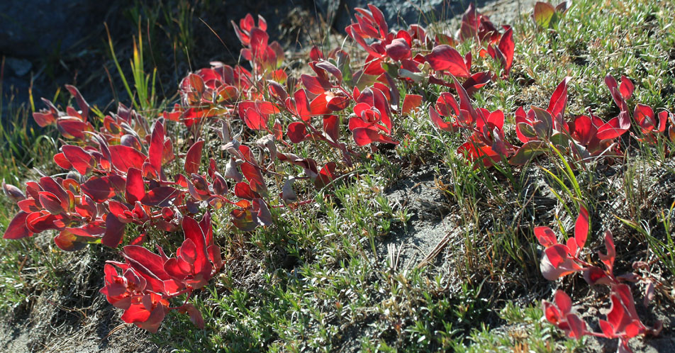 Alpine Knotweed, Newberry's Knotweed, Fleeceflower, Alpine Knotweed, Davis' Knotweed: Aconogonon davisiae var. davisiae (Synonyms: Polygonum davisiae, Polygonum newberryi, Polygonum newberryi var. newberryi)