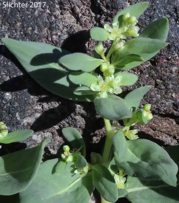 Alpine Knotweed, Newberry's Knotweed, Fleeceflower, Alpine Knotweed, Davis' Knotweed: Aconogonon davisiae var. davisiae (Synonyms: Polygonum davisiae, Polygonum newberryi, Polygonum newberryi var. newberryi)