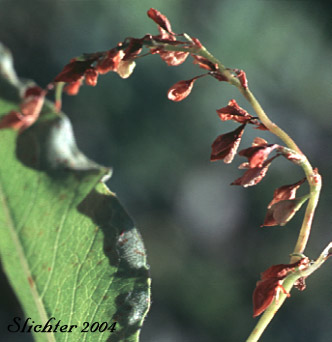 Pokeweed Fleeceflower, Alpine Knotweed, Jimson Knotweed: Aconogonon phytolaccifolium var. phytolaccifolium (Formerly Polygonum phytolaccifolium)