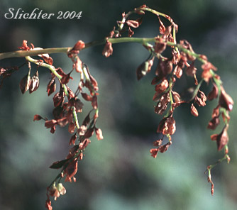 Pokeweed Fleeceflower, Alpine Knotweed, Jimson Knotweed: Aconogonon phytolaccifolium var. phytolaccifolium (Formerly Polygonum phytolaccifolium)