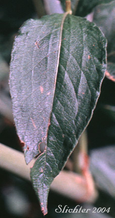 Stem leaf of Pokeweed Fleeceflower, Alpine Knotweed, Jimson Knotweed: Aconogonon phytolaccifolium var. phytolaccifolium (Formerly Polygonum phytolaccifolium)