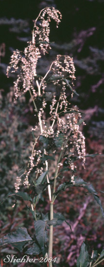 Alpine Knotweed, Jimson Knotweed, Pokeweed Fleeceflower, Poke Knotweed: Aconogonon phytolaccifolium var. phytolaccifolium (Synonyms: Aconogonon phytolaccaefolium var. phytolaccaefolium, Polygonum phytolaccifolium, Polygonum polymorphum)