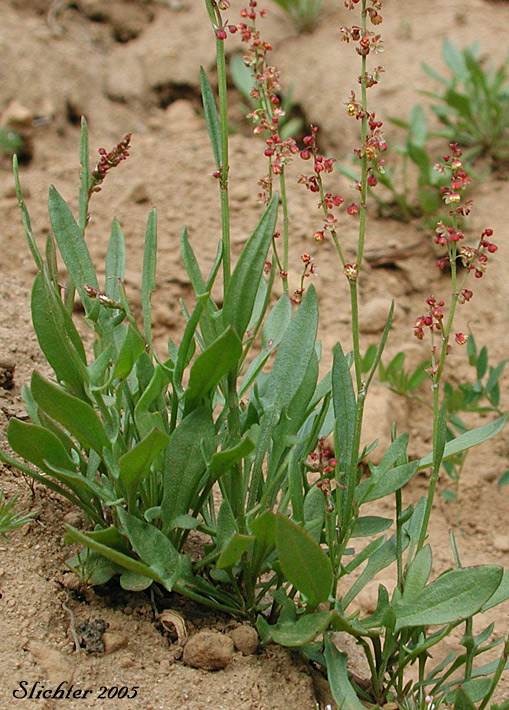 Common Sheep Sorrel, Sheep Sorrel, Sheep-sorrel, Sour Dock: Rumex acetosella (Synonyms: Acetosa acetosella, Acetosa hastata, Acetosella acetosella, Acetosella tenuifolia, Acetosella vulgaris, Acetosella vulgaris, Rumex acetosella ssp. angiocarpus, Rumex acetosella var. pyrenaeus, Rumex acetosella var. tenuifolius, Rumex acetosella var. vulgaris, Rumex angiocarpus, Rumex tenuifolius)