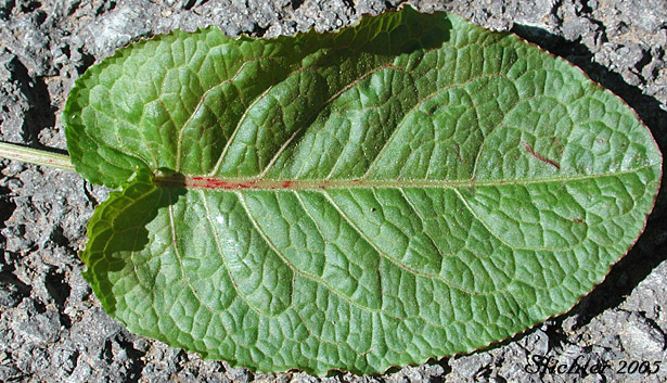 Dorsal leaf surface of Bitter Dock: Rumex obtusifolius (Synonyms: Acetosa oblongifolia, Rumex crispatulus, Rumex obtusifolius ssp. agrestis, Rumex obtusifolius ssp. sylvestris, Rumex obtusifolius var. sylvestris, Rumex rugelii)