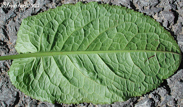 Ventral leaf surface of Bitter Dock: Rumex obtusifolius (Synonyms: Acetosa oblongifolia, Rumex crispatulus, Rumex obtusifolius ssp. agrestis, Rumex obtusifolius ssp. sylvestris, Rumex obtusifolius var. sylvestris, Rumex rugelii)