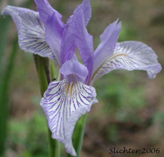 Western Blue Flag: Iris missouriensis