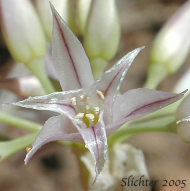 Frontal view of the tepals of Tapertip Onion, Taper-tip Onion, Hooker's Onion: Allium acuminatum (Synonyms: Allium acuminatum var. acuminatum, Allium acuminatum var. cuspidatum, Allium cuspidatum)