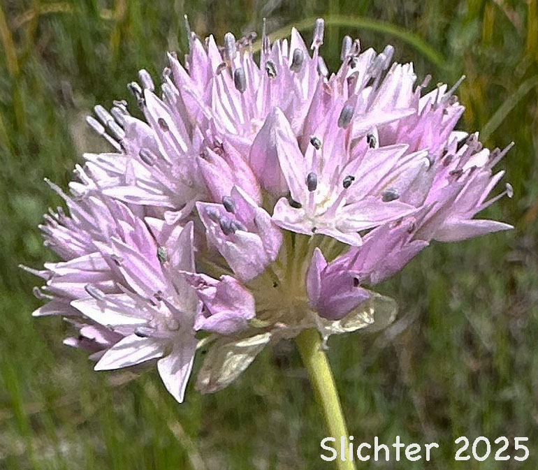 Inflorescence of Nevius' Garlic, Nevius' Onion: Allium douglasii var. nevii (Synonym: Allium nevii var. nevii)