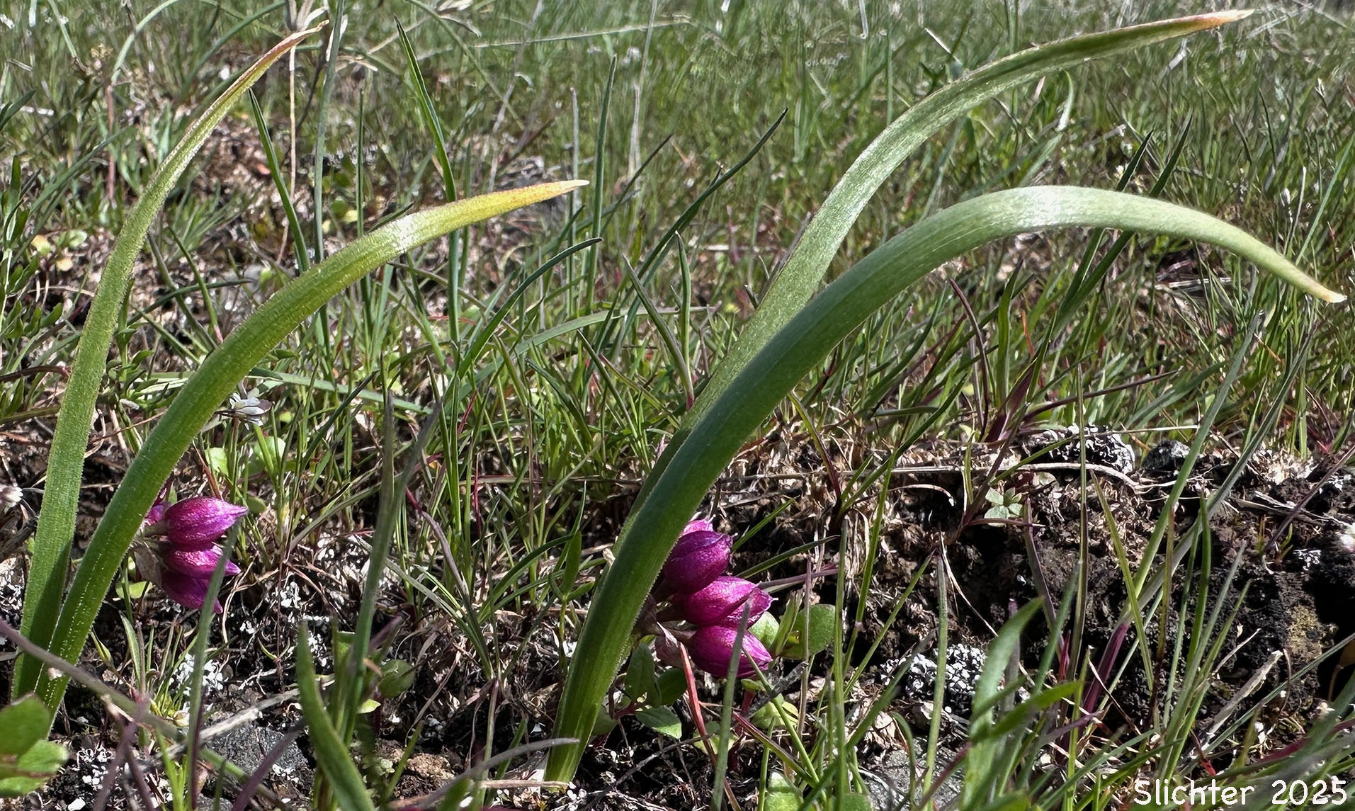 Fragile Onion, Scilla-like Onion: Allium scilloides