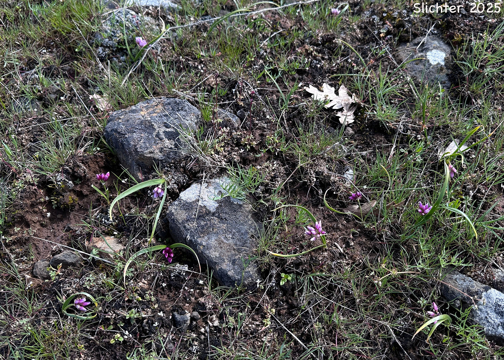 Fragile Onion, Scilla-like Onion: Allium scilloides