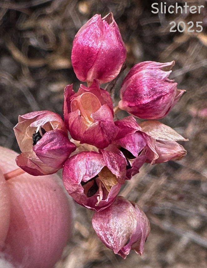 Seed head of Fragile Onion, Scilla-like Onion: Allium scilloides