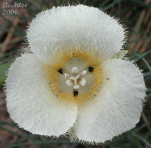 Flower of Cat's-ear, Cascade Mariposa Lily, Mountain Mariposa Lily, Subalpine Mariposa Lily: Calochortus subalpinus (Synonym: Calochortus lobbii)