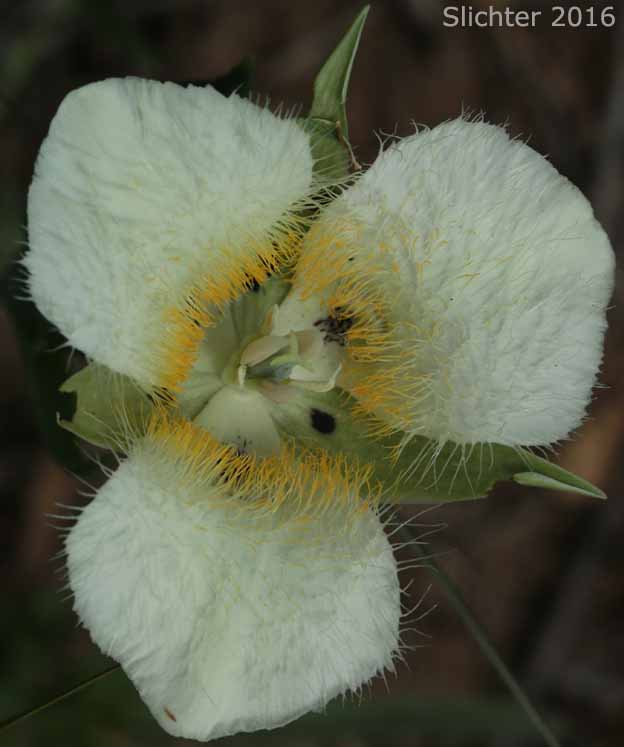 Flower of Cat's-ear, Cascade Mariposa Lily, Mountain Mariposa Lily, Subalpine Mariposa Lily: Calochortus subalpinus (Synonym: Calochortus lobbii)