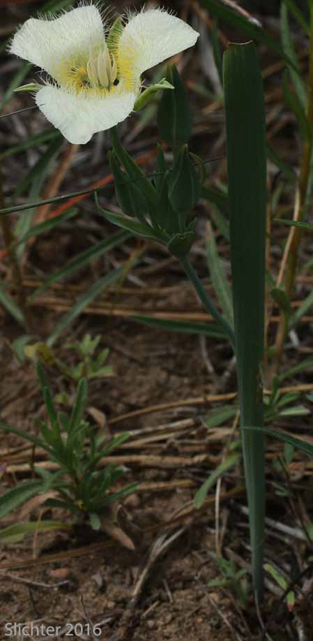 Cat's-ear, Cascade Mariposa Lily, Mountain Mariposa Lily, Subalpine Mariposa Lily: Calochortus subalpinus (Synonym: Calochortus lobbii)