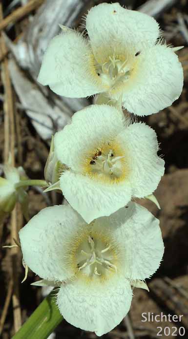 Cat's-ear, Cascade Mariposa Lily, Mountain Mariposa Lily, Subalpine Mariposa Lily: Calochortus subalpinus (Synonym: Calochortus lobbii)