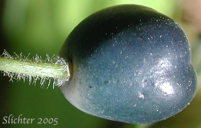 Berry of Bead Lily, Bride's Bonnet, Queen's Cup: Clintonia uniflora (Synonyms: Smilacina borealis var. uniflora, Smilacina uniflora)