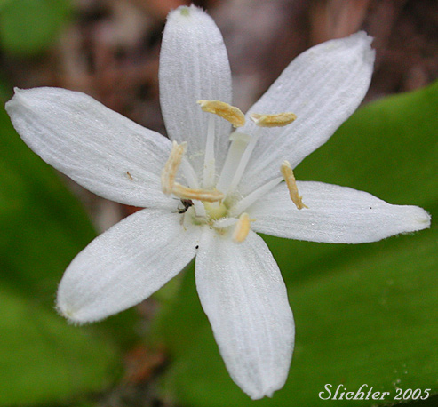 Flower of Bead Lily, Bride's Bonnet, Queen's Cup: Clintonia uniflora (Synonyms: Smilacina borealis var. uniflora, Smilacina uniflora)