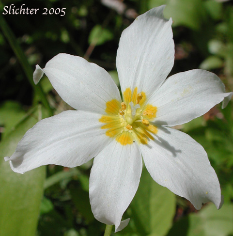 Flower of Alpine Fawnlily, Avalanche Lily, White Avalanche-lily: Erythronium montanum
