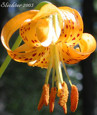 Columbia Lily, Columbian Lily, Oregon Lily, Tiger Lily: Lilium columbianum (Synonyms: Lilium canadense var. parviflorum, Lilium lucidum, Lilium parviflorum)