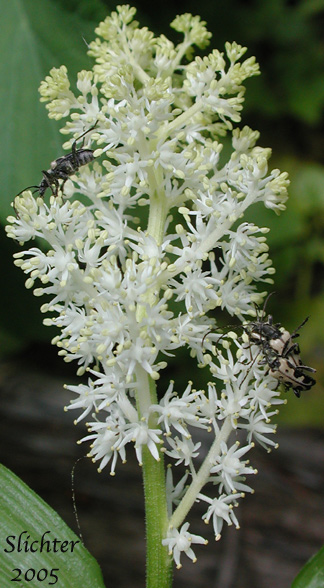 Inflorescence of False Solomon Seal, Western Solomon Plume, Feathery False Lily-of-the-valley, Plumed Solomon's Seal, Plumed Spikenard: Maianthemum racemosum ssp. amplexicaule (Synonym: Smilacina racemosa)