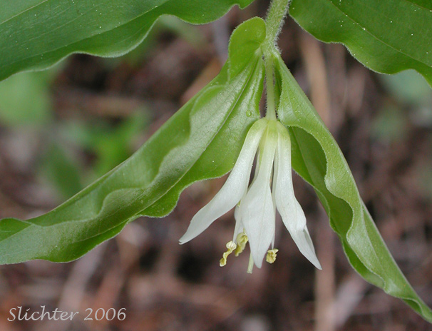 Flower of Hooker's Fairy Bells: Prosartes hookeri (Synonym: Disporum hookeri)