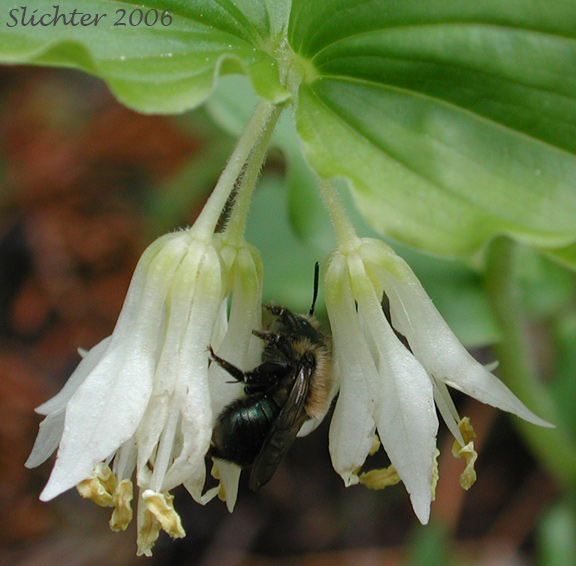 Close-up of the flowers of Hooker's Fairy Bells: Prosartes hookeri (Synonym: Disporum hookeri)