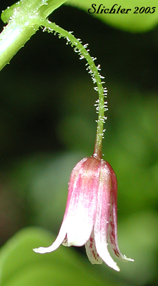 Flower of Rosy Twisted Stalk: Streptopus lanceolatus