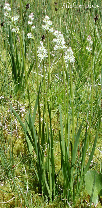 Tofieldia glutinosa Bog Lily Western False Asphodel 10 seeds